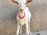 Cabra, Saanen goat — foto 2