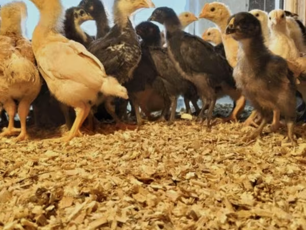 Chickens — Azərbaycan