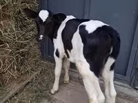 Bull, Holstein breed — photo 4