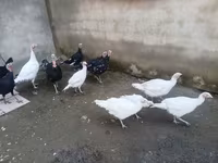 Geese — foto 2