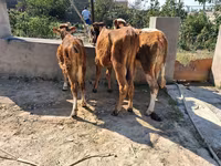 Buğa, Qırmızı-ləkəli cins — foto 6