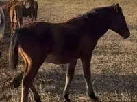 Koń, Mugalzhar horse — zdjęcie 2