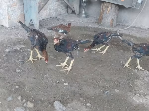 Chickens