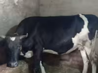 بقرة, Russian Black pied cattle — الصورة 1