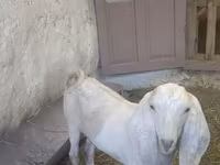 Keçi, Beetal goats — foto 2