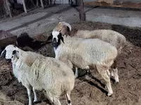 Qoyunlar (partiya, cinsi göstərilməyib), Qoyunlar — foto 3