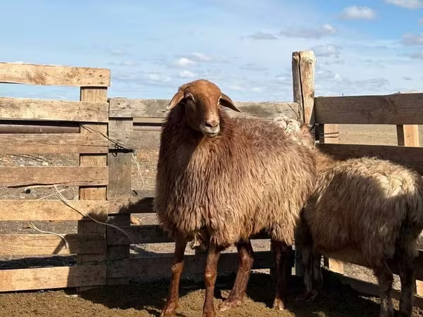 Qoyun, Kazakh fat-tailed coarsewool sheep