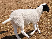 Qoç, Dorper sheep — foto 4