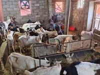 Goats (batch, sex not specified), Goats — photo 6