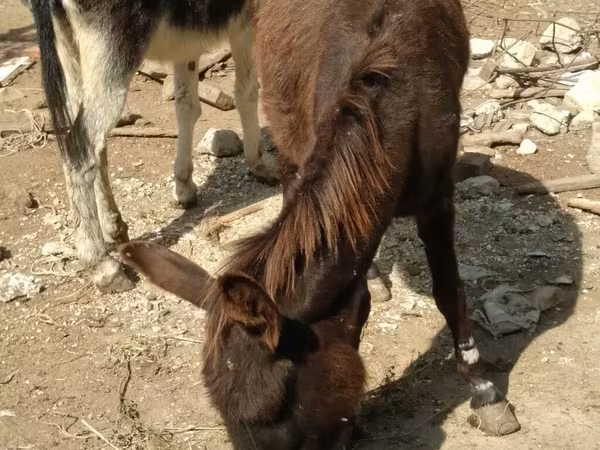 马匹（批次，未指定性别）, Horses — 阿塞拜疆