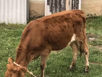 İnək, Simmental cattle — foto 2