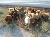 Sheep, Sheep — photo 5