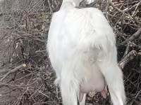 عنزة, Alpine goat — الصورة 2