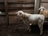 Cabro, Cabras — foto 2