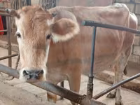 Cow, Simmental cattle — photo 2