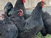 Australorp — foto 2