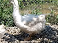 Geese — foto 3