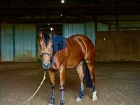 At, Quarter Horse — foto 7