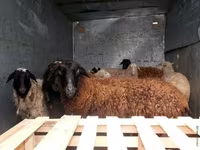 Qoç, Suffolk sheep — foto 2