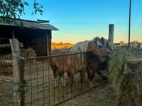 Klisna, Hungarian horse breed — foto 5