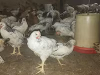 Chickens — foto 1