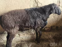 Widder, Hissar sheep — Foto 4