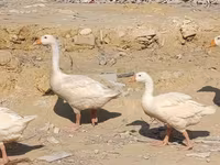 Geese — الصورة 1
