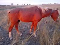 Cavalo, Cavalos — foto 6