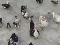 家养麝香鸭 — 照片 6