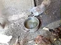 Chickens — foto 3