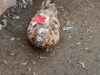 Domestic Muscovy — photo 1