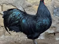 Australorp — photo 2