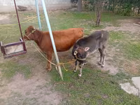 Krava, Swiss cattle — foto 5