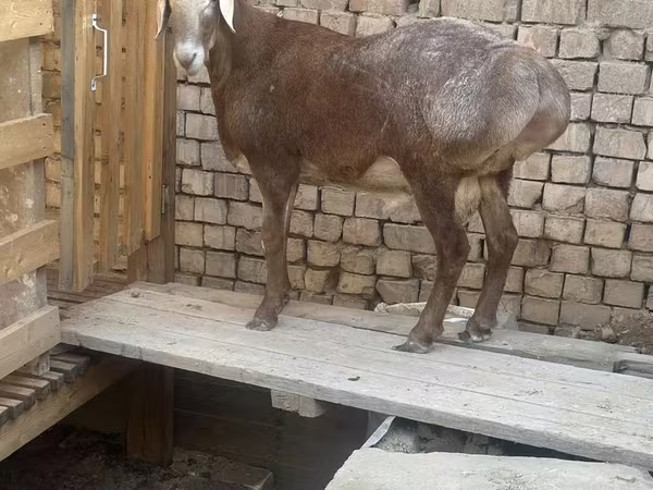Qoç, Arashan sheep