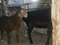 भेड़, भेड़ — फ़ोटो 5