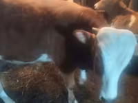 Bull, Simmental cattle — photo 3
