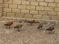 Guinea fowl — foto 3