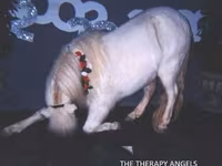 Caballo, Miniature horse — foto 8