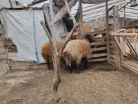 Ram, Sheep — photo 4