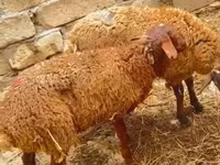 Qoç, Qoyunlar — foto 5