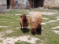 Qoç, Qoyunlar — foto 2