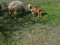公羊, Sheep — 照片 3
