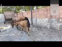 Madyan, Atlar — foto 1