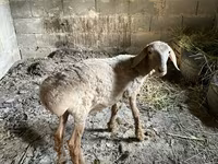 Qoyun, Katum sheep — foto 2