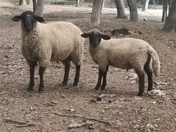 Qoʻchqor, White Suffolk sheep
