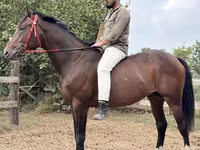 At, Thoroughbred horse — foto 1