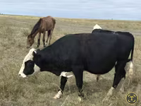 Cow, Red Polled Cow — photo 1