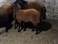 Qoç, Qoyunlar — foto 2