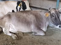 Vaca, Ganado vacuno — foto 6