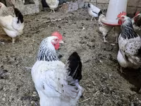 Chickens — photo 2